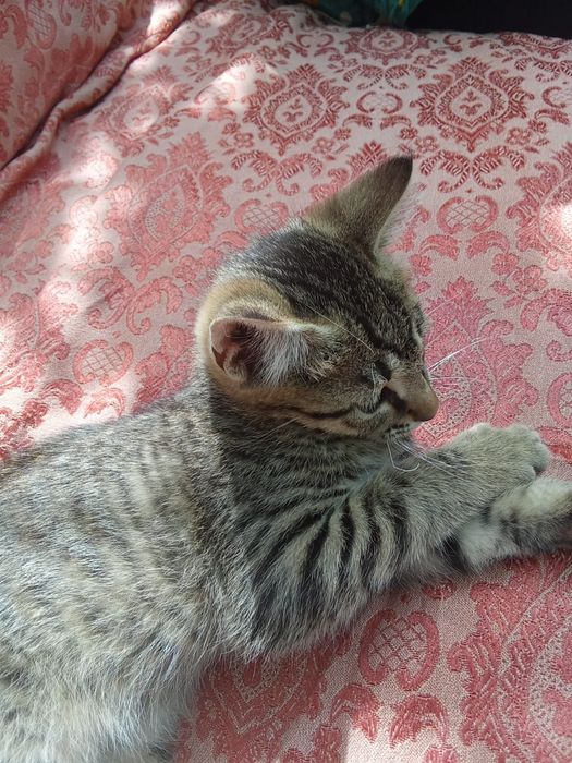 Котенок - мальчик.