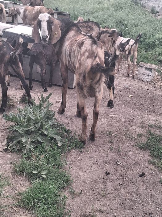 Теке   сатылады..