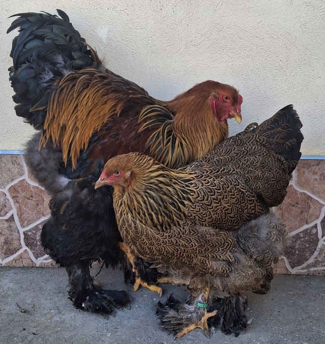 Vând pereche brahma potărnichiu pe negru 2025