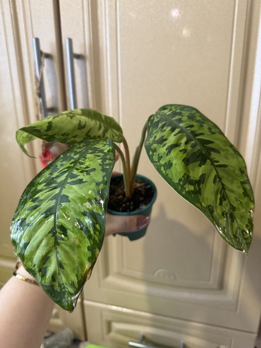 Хомаломена Камуфляж