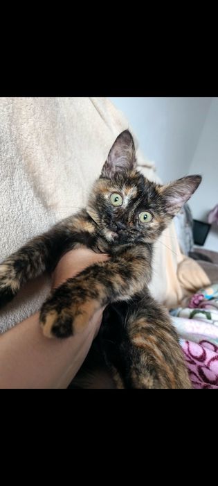 Отдам котенка в любящие  руки