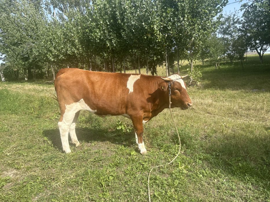 Junică gestantă