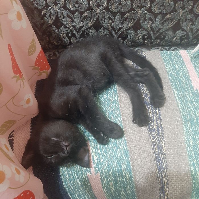 Котёнок ищет семью