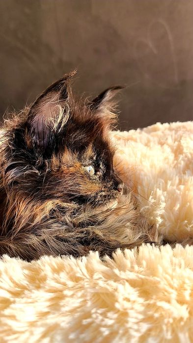 Шикарные ДЕВОЧКИ - мейн кун детки