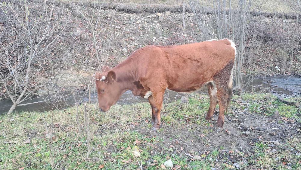 Vaca de vanzare gestanta