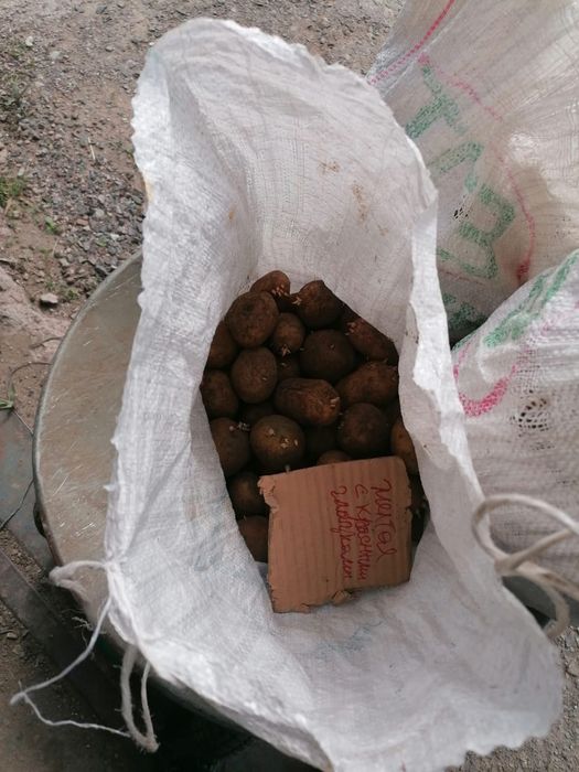 Продам семена картофель