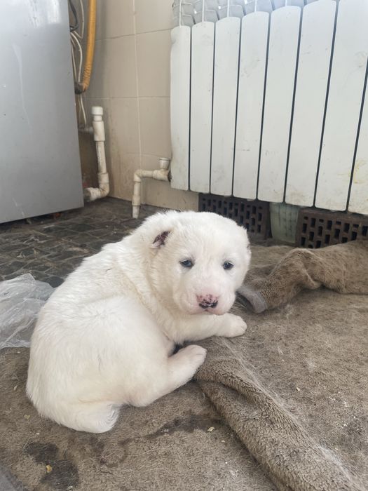 Алабай беккул баба