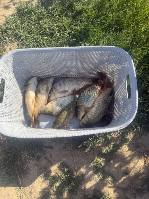 Продам Карп Сазан