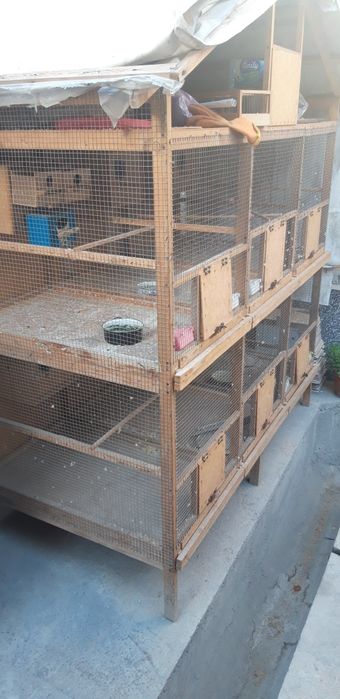 Katak sotiladi 6 xonali