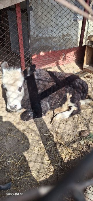 Ургашы бузау сатылымда