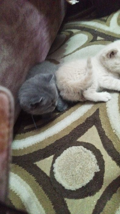 Britanskiy va fuld bolasi