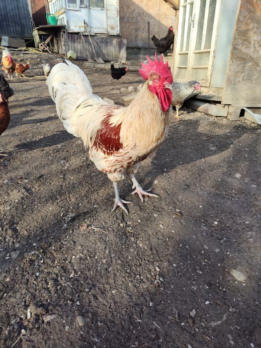 De vânzare puicuțe ouătoare