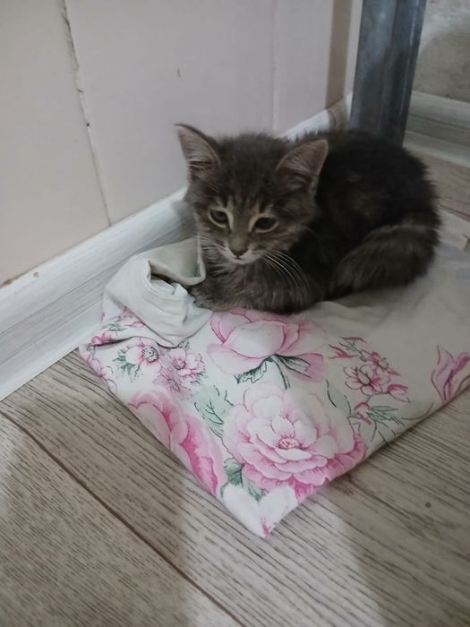 Кошка домашняя ..