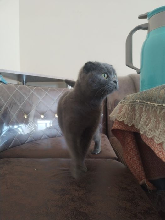 Scottish Fold Mushugi