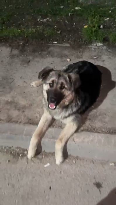 Панда ищет дом. Доставлю!