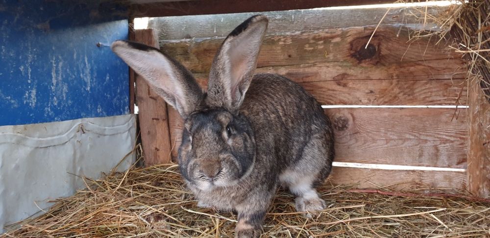 Iepuroi,iepuroaica,iepuri,Urias German,Rasă pura certificați cu tatuaj