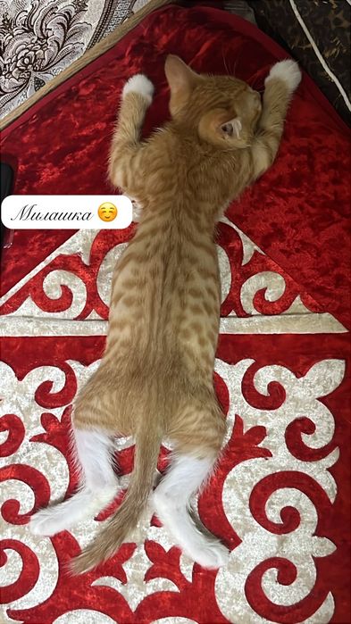 Отдам котенка в добрые руки
