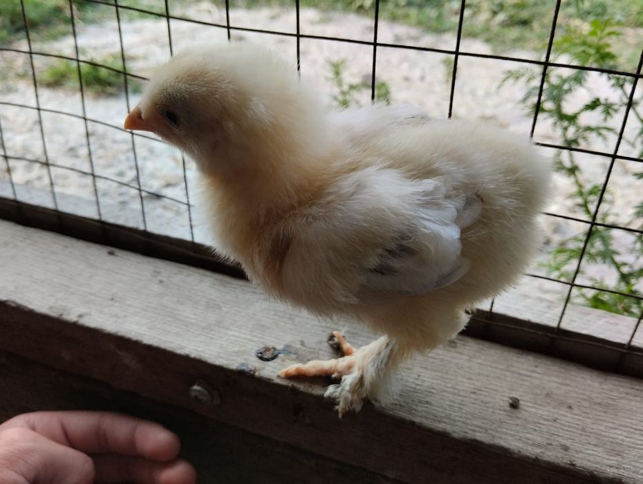 1 месячныеБрам цепленок оригинал