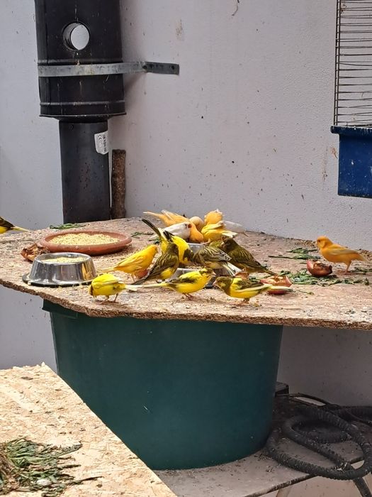 Vind canari,   zebrute australiene,agaporni și  turturele