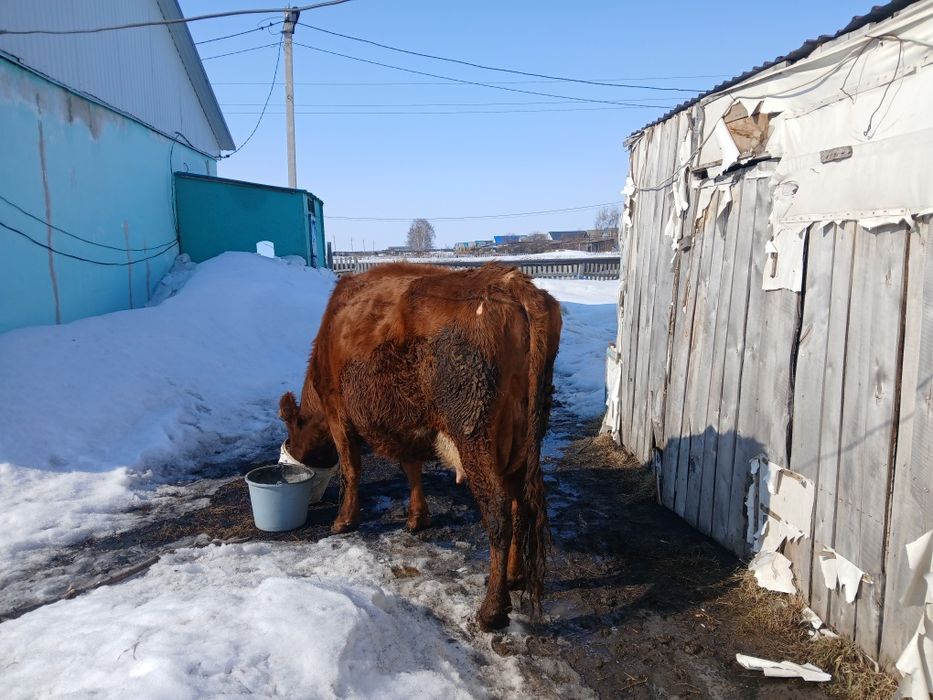 бұзаулы сиыр сатамын
