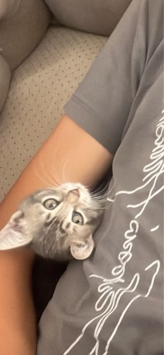 Котёнка имя Киш-миш