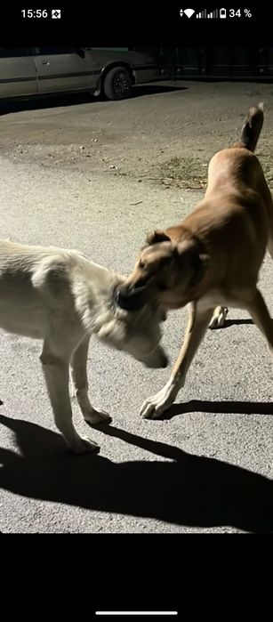 Собака төбет ит тұқымды