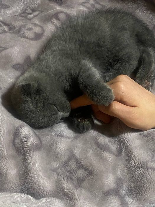 Mushuk scottish fold