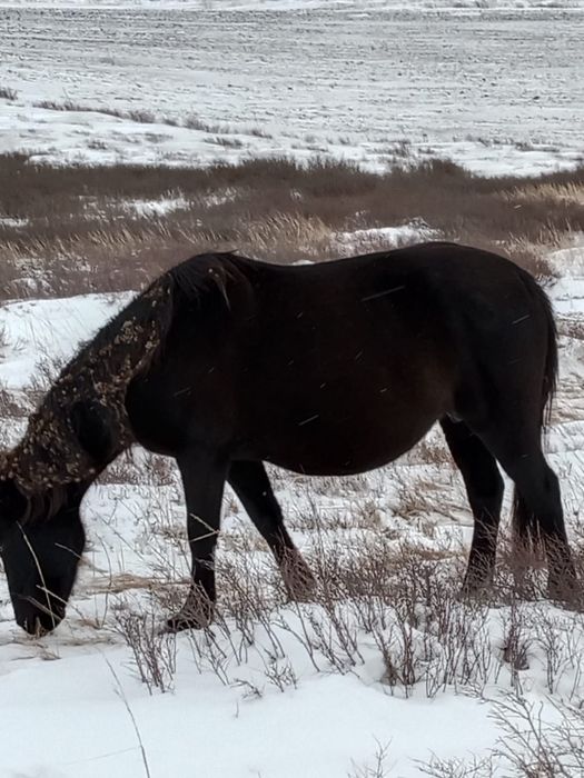 Кобыла шестилетка жирная