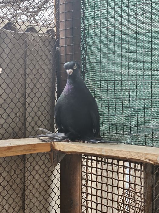 Продам голубя молодай