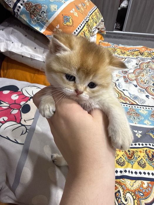 Золотая шиншила британская