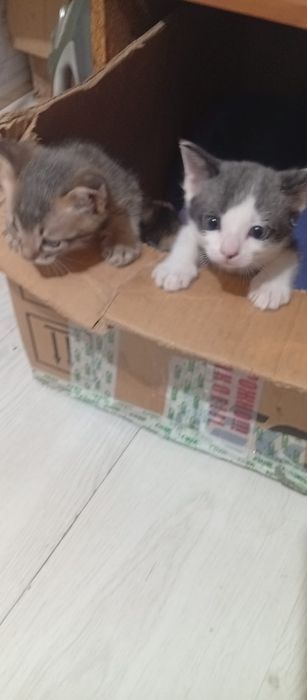 Отдадим котят бесплатно