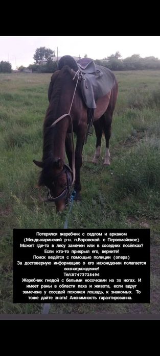 Пропал жеребчик  гнедой