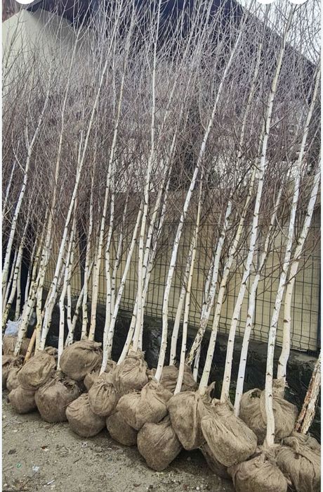 Betula pendula ( mesteacan alb ) se poate achizitiona si pe platforma