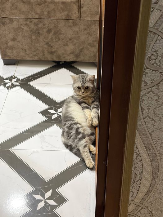 Кот British Shorthair silver tabby