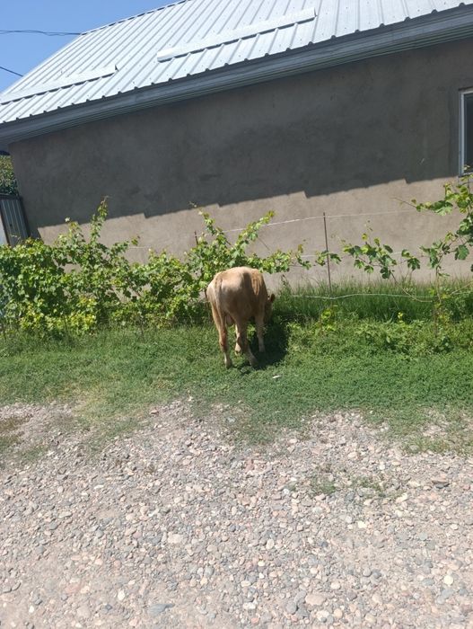 Продаются бычки.