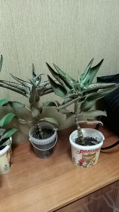 Продам каланхое лечебное