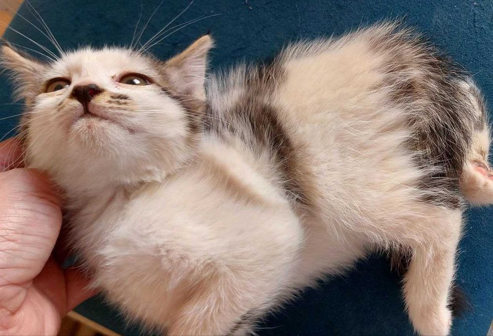 Котята в дар, ласковым хозяевам. "Черный кот ученный" и кошка "Хаски".