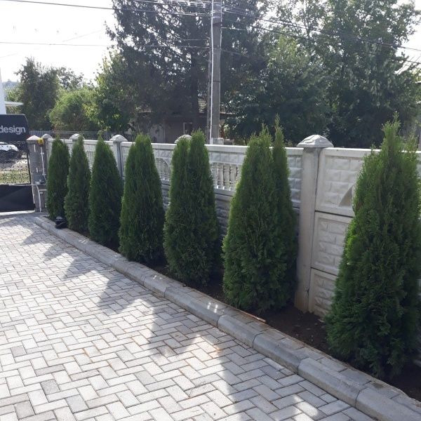 Thuja smaragd 2m +