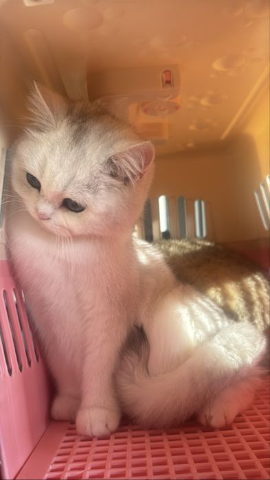 Серебристый мальчик шиншилла тоза кон