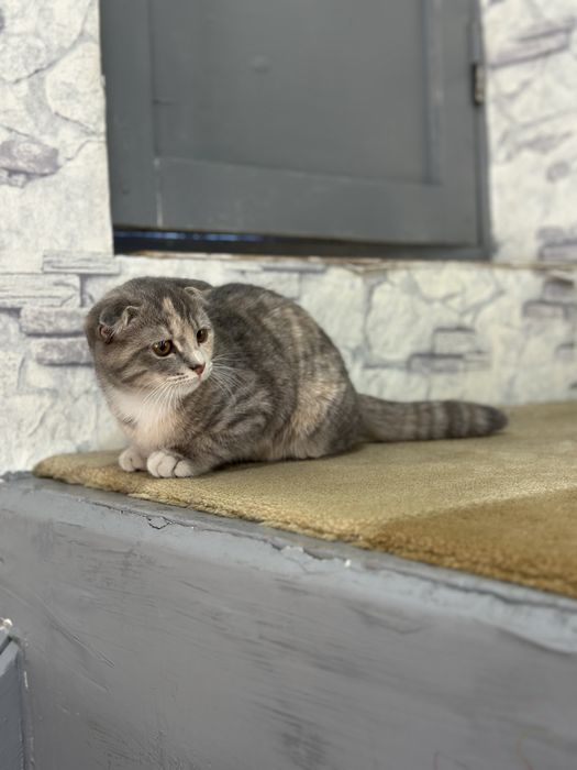 Konslager video jinsiy vahshiylik