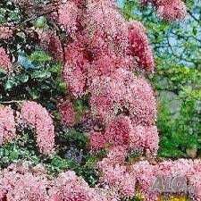 Комплект от 2 вистерии за 10 лева(5,11 евро)-лилава,розова