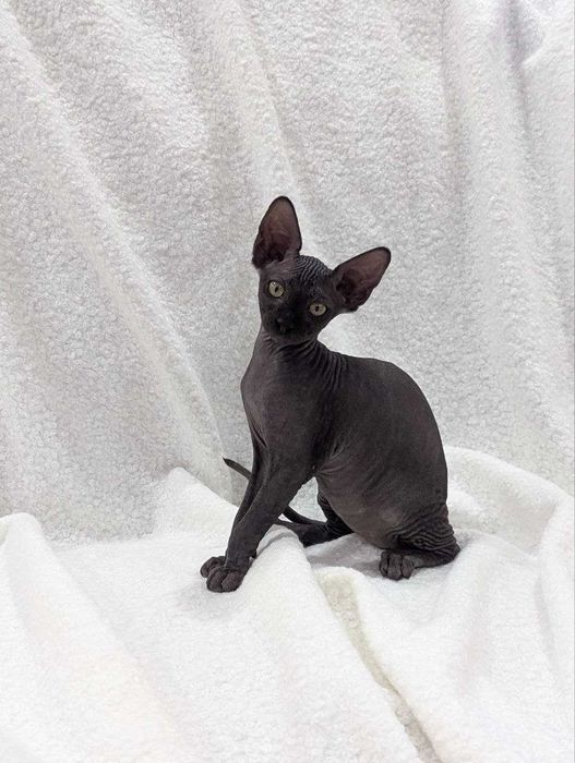 Котята Сфинксы и Бамбино