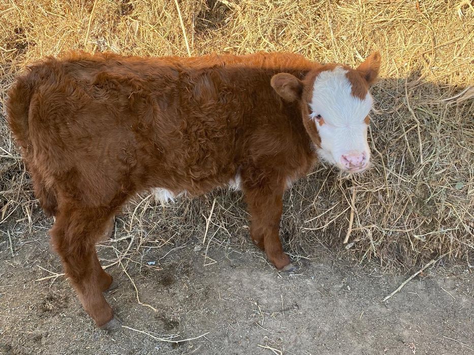 Бұзаулы сиыр сатылады.