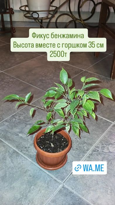 Цветы от 200 до 5000