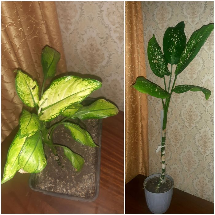 Антуриум, замиакулькас  и др. Распродажа