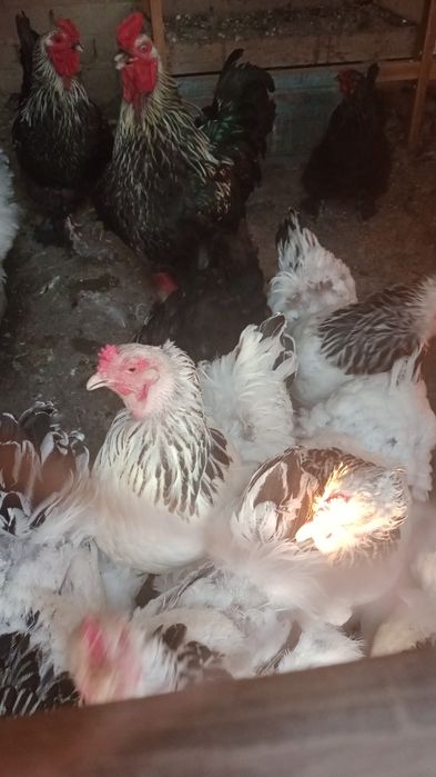 Птицы брамм продаються