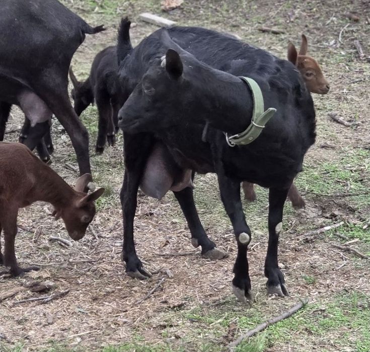 capra murciano  de vânzare