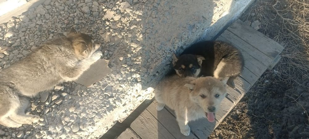 Отдам щенков бесплатно