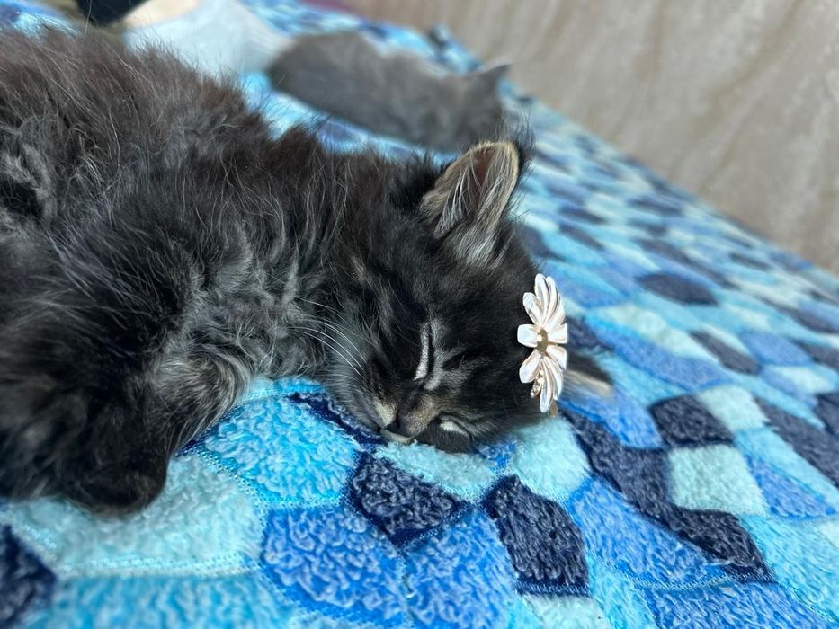 Отдам котят бесплатно