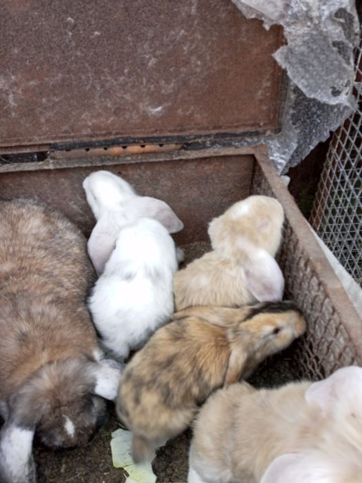 Кролики французский баран